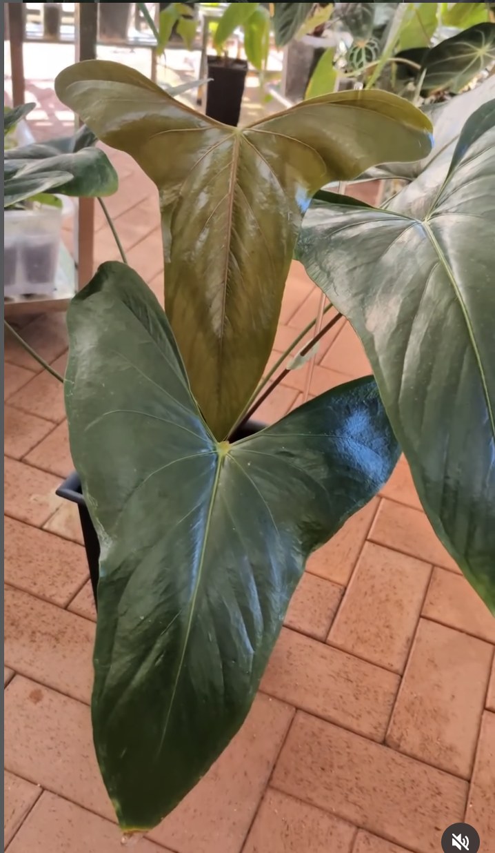 Anthurium sp. Napo — The Leaf Gallery photo 3
