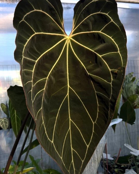 Stripey Mag — Understory Oasis photo 1