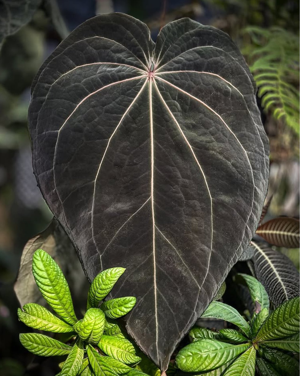 Stripey X1 — Understory Oasis photo 2