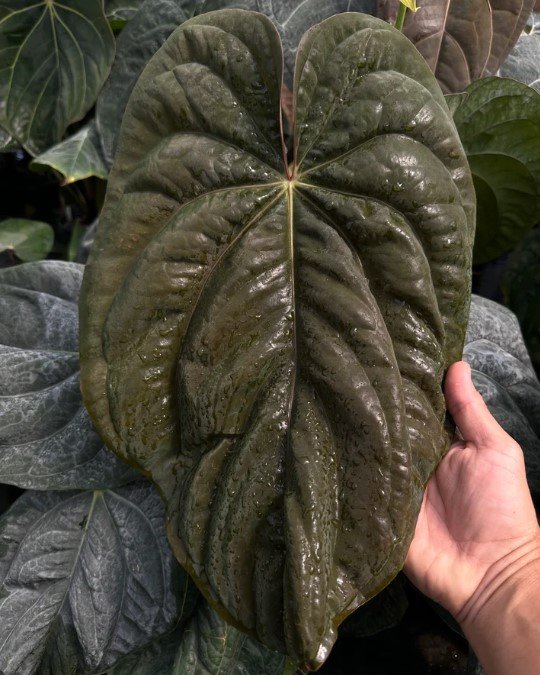 Swamp Raisin — Understory Oasis photo 1