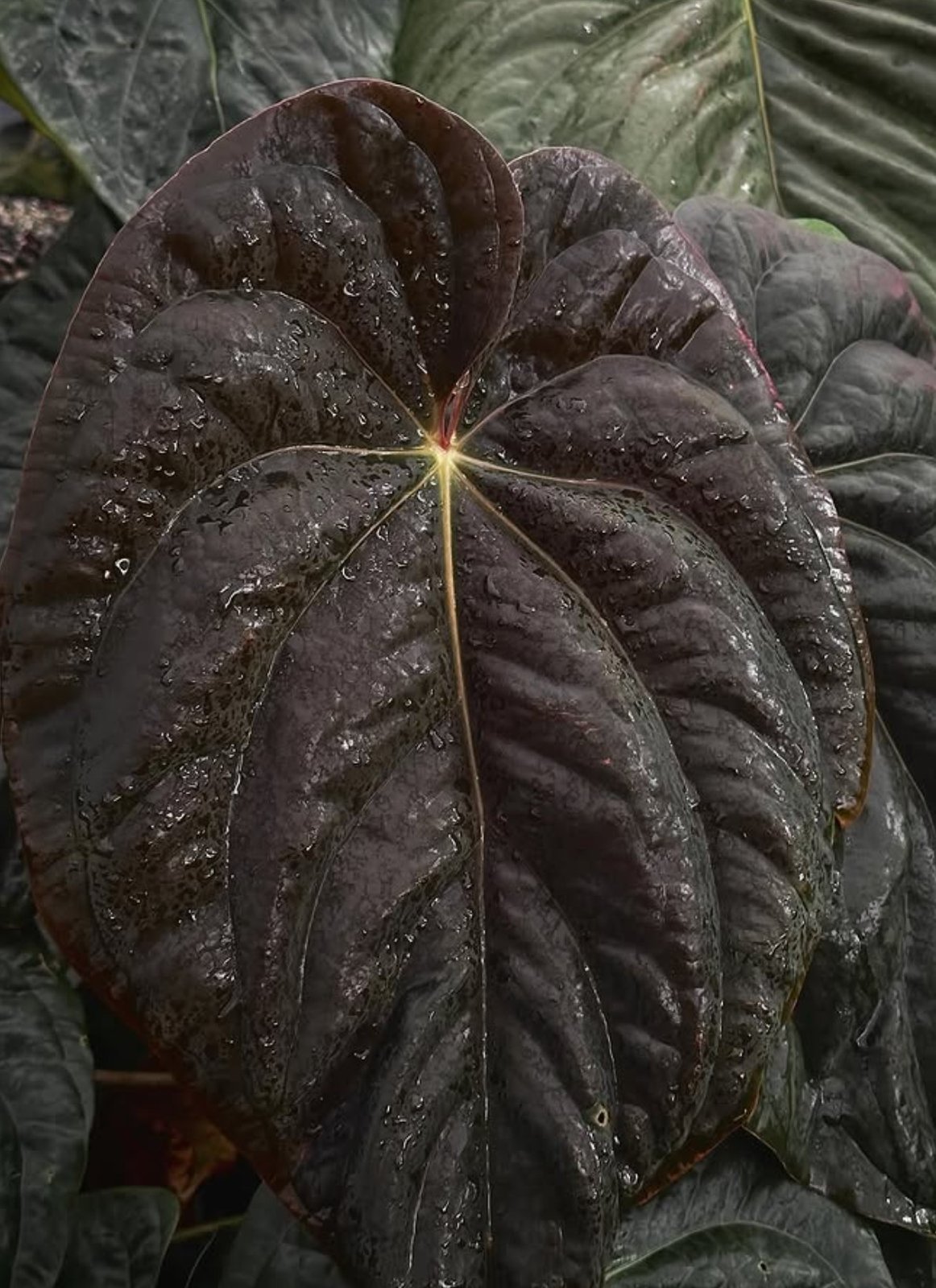 Swamp Raisin — Understory Oasis photo 2