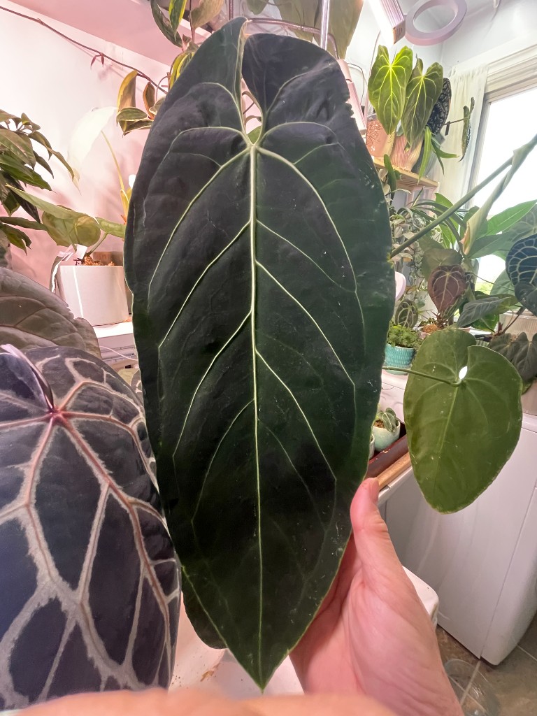 Tezula AoS DF × (Cirinoi × Waroc) — community sample photo 1