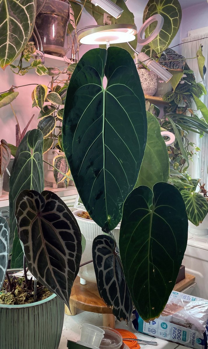 Tezula AoS DF × (Cirinoi × Waroc) — community sample photo 3