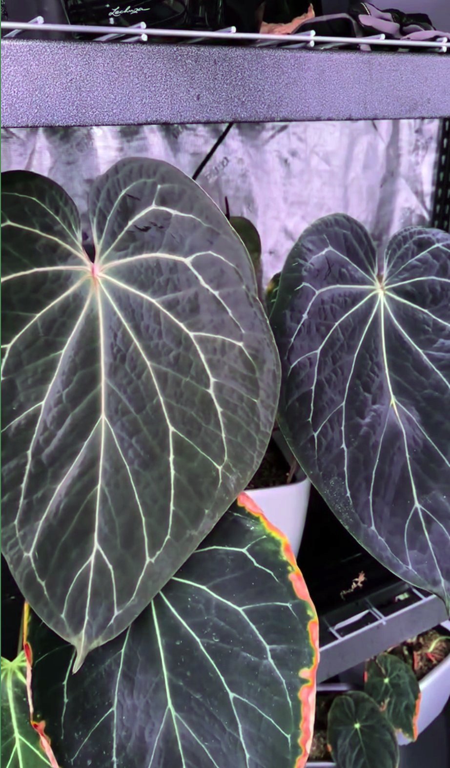 Tim's Stripey — Granthuriums photo 1