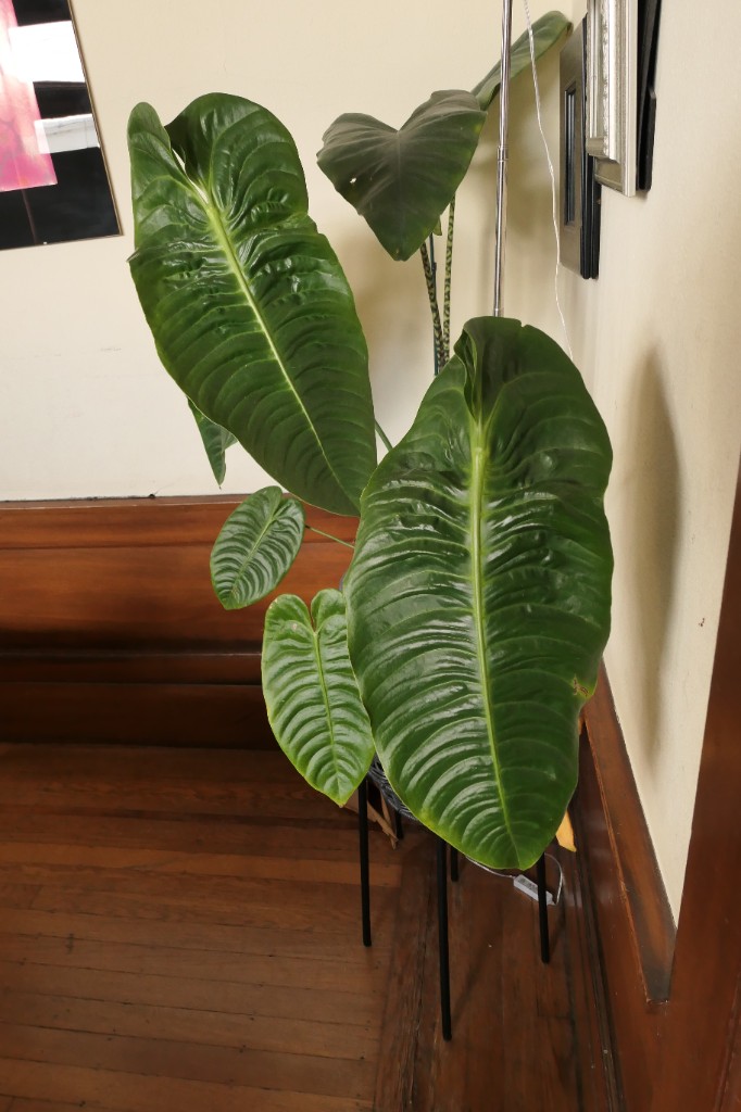 Anthurium veitchii — community sample photo 1