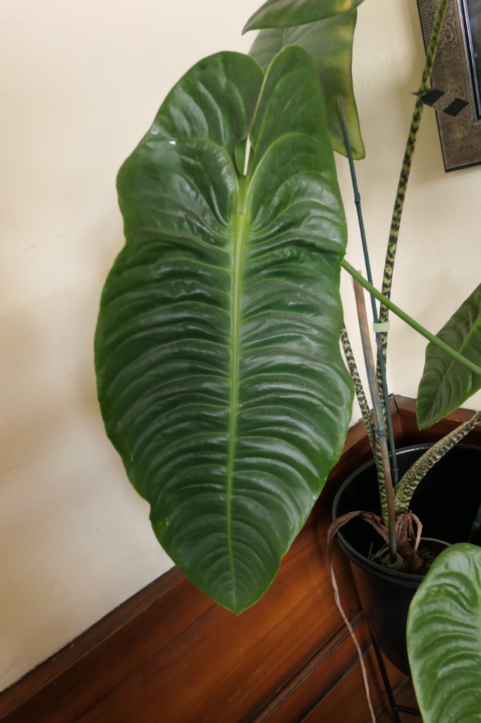 Anthurium veitchii — community sample photo 2
