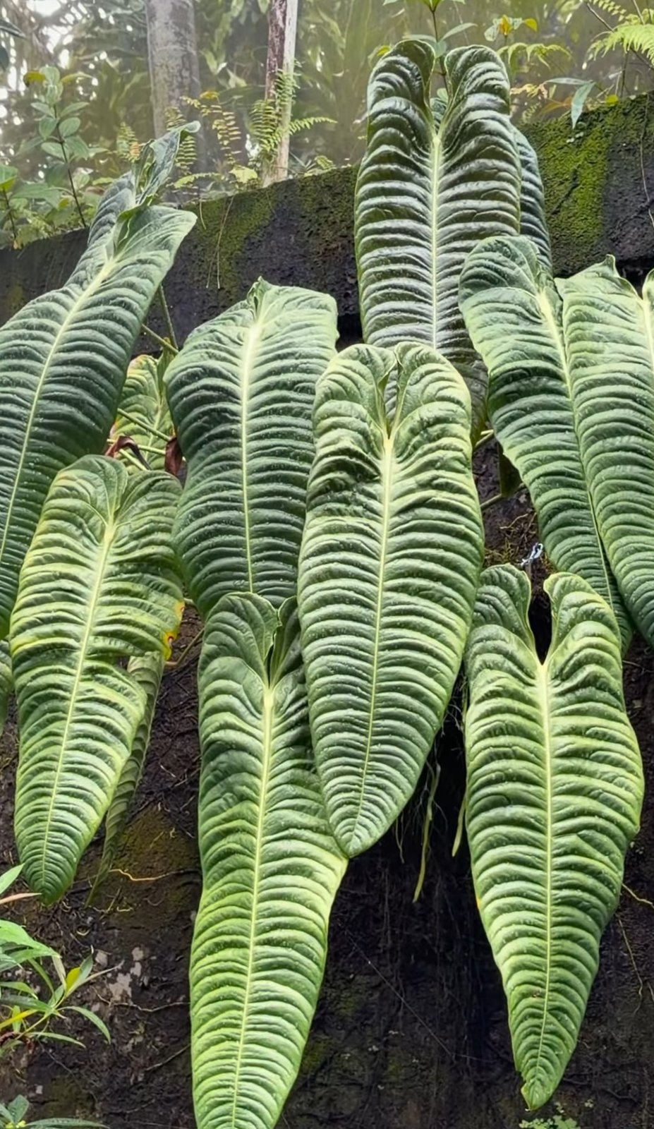 Anthurium veitchii — NSE Tropicals photo 1