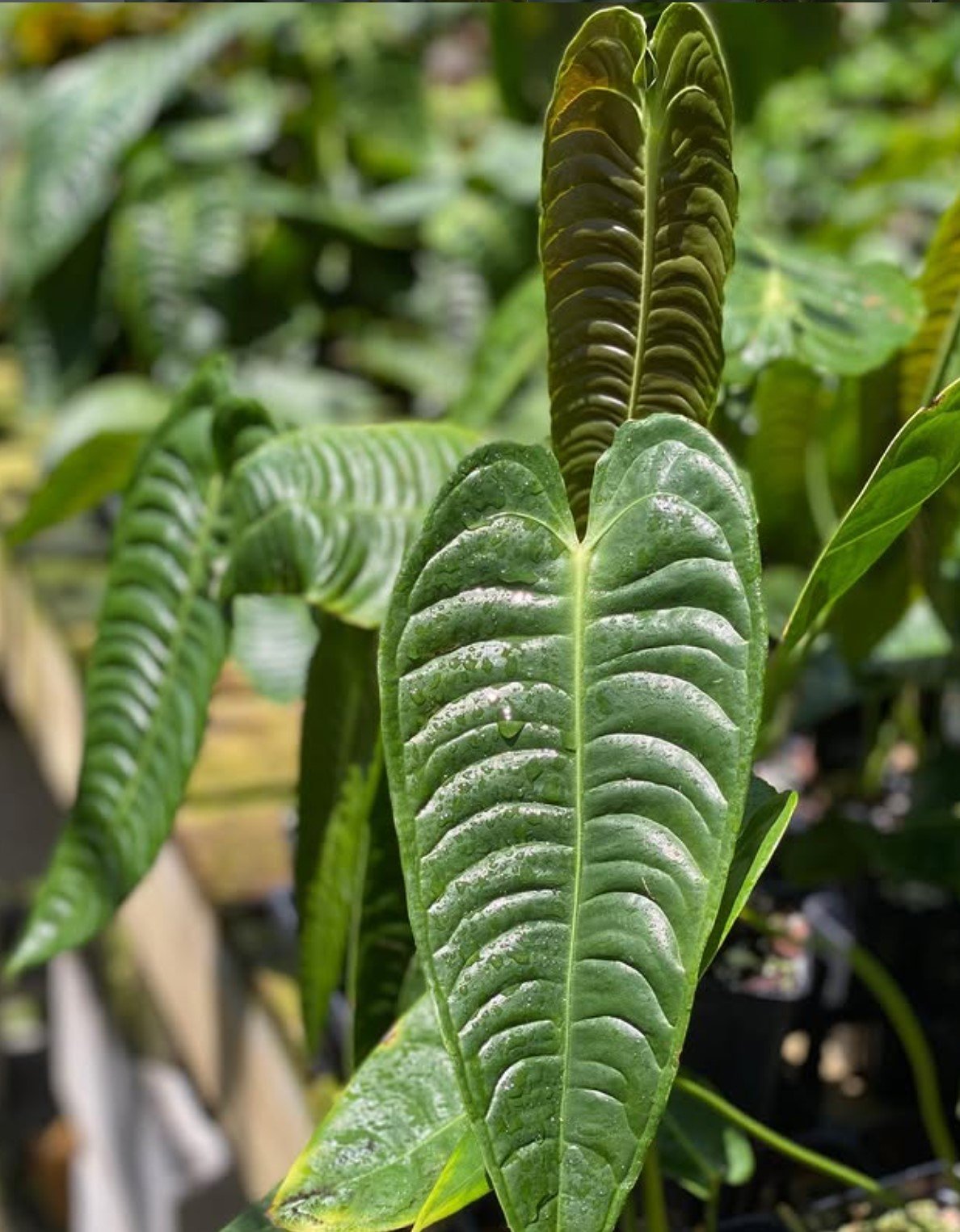 Anthurium veitchii — NSE Tropicals photo 2