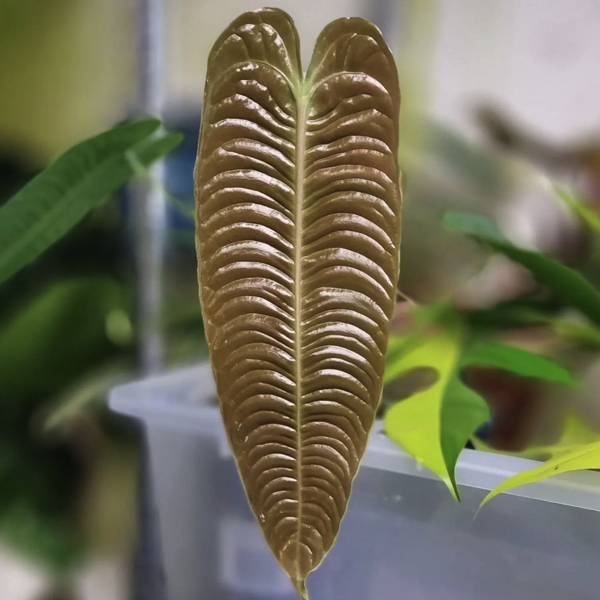 Anthurium veitchii Super Narrow — The Leaf Gallery photo 1