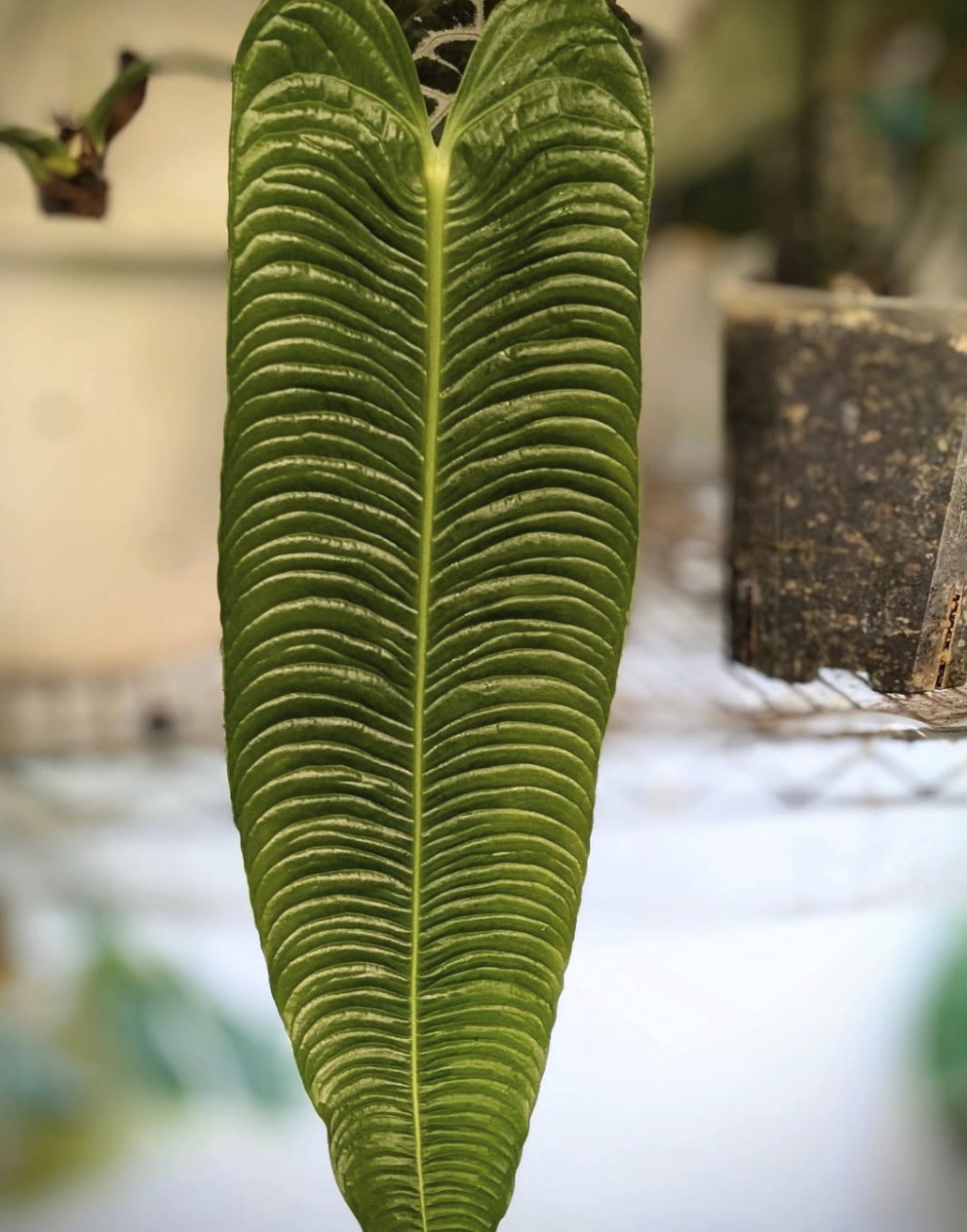 Anthurium veitchii Super Narrow — The Leaf Gallery photo 2