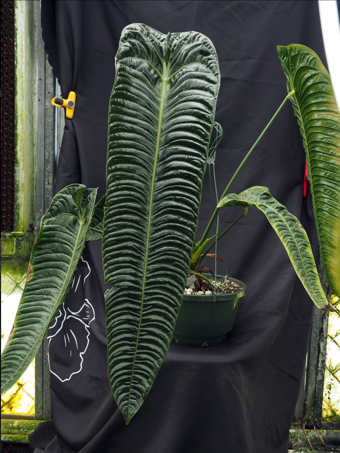 Veitchii Super Narrow — WuHoo Tropicals photo 1