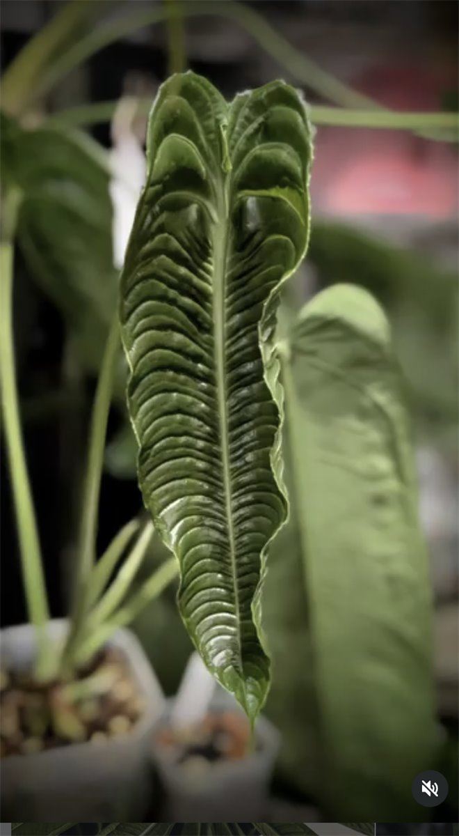 Anthurium veitchii — The Leaf Gallery photo 1
