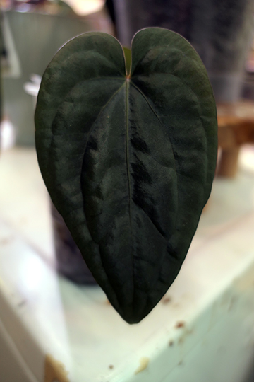 Vermithor — community sample photo