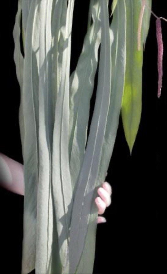 Anthurium vittarifolium — NSE Tropicals photo 1