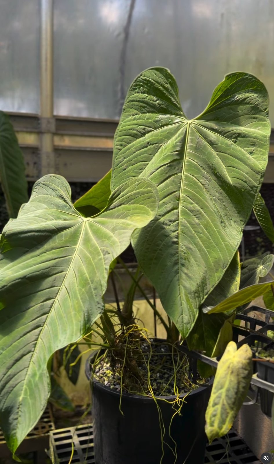 Warocqueanum × Corrugatum — NSE Tropicals photo 1