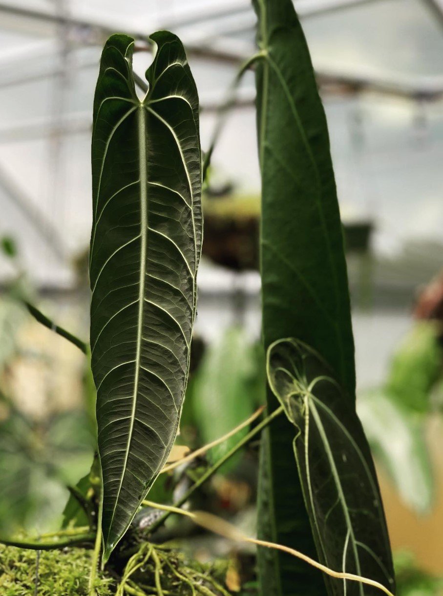 Warocqueanum Dark Form — NSE Tropicals photo 1