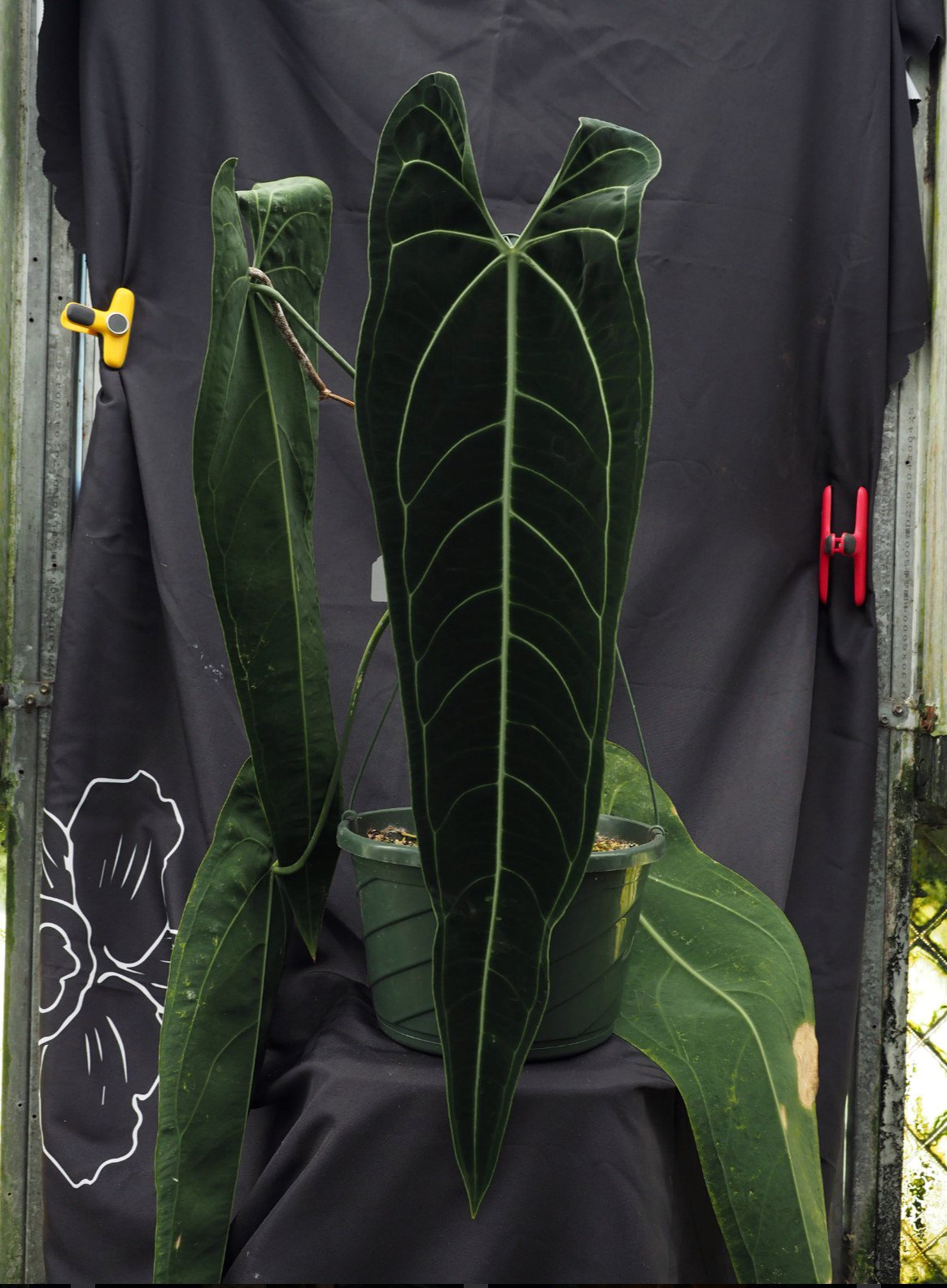 Warocqueanum Dark Form — WuHoo Tropicals photo 1