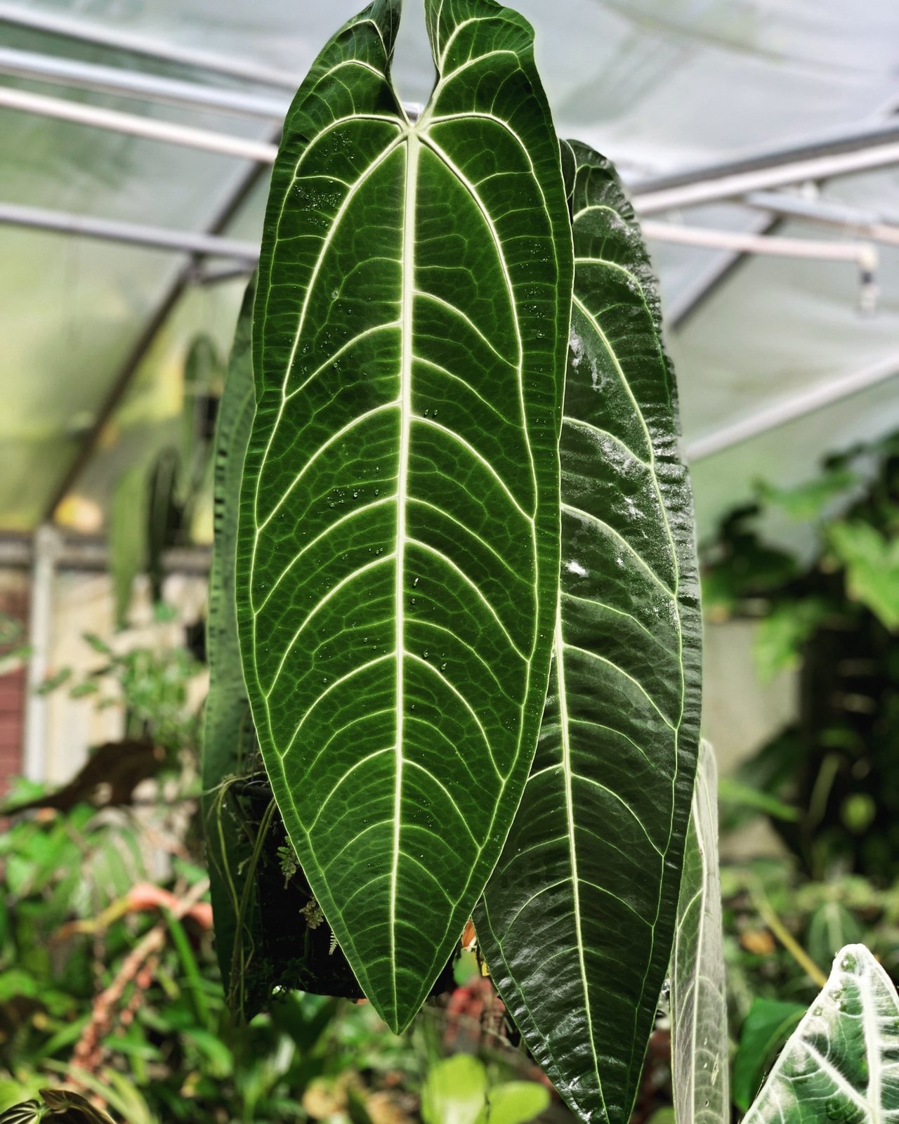 Anthurium warocqueanum — NSE Tropicals photo 1