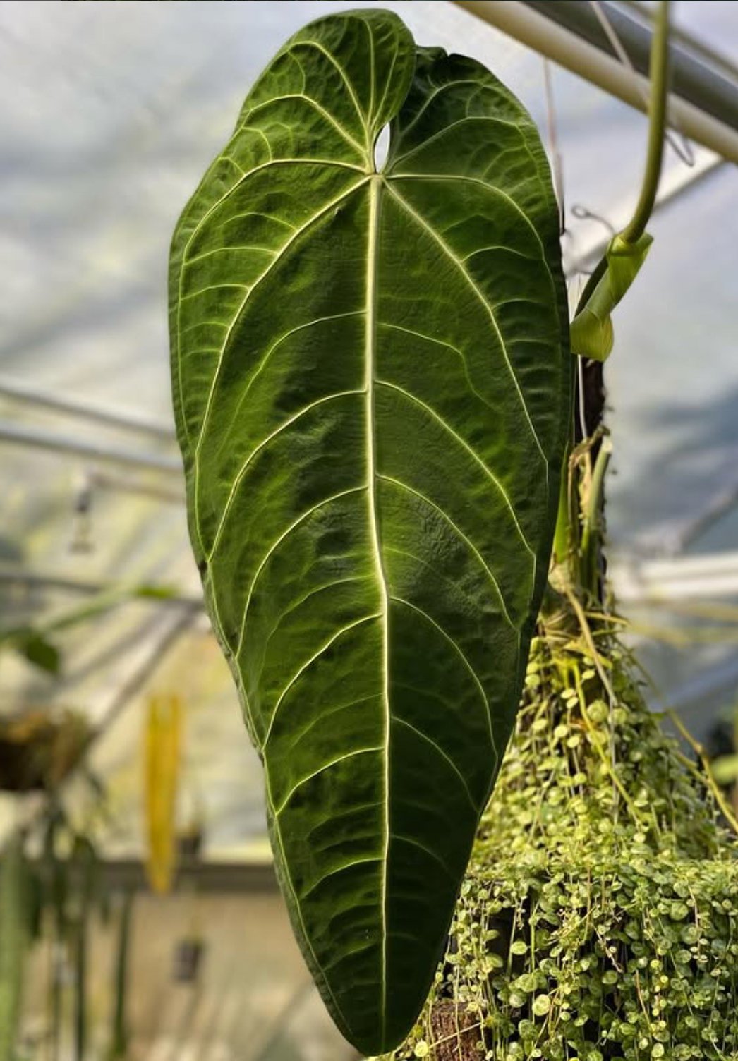 Anthurium warocqueanum — NSE Tropicals photo 2