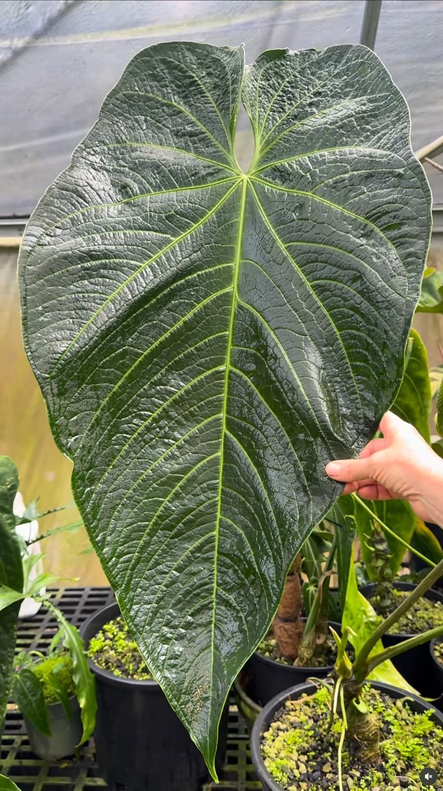Warocqueanum × Rugulosum — NSE Tropicals photo 2