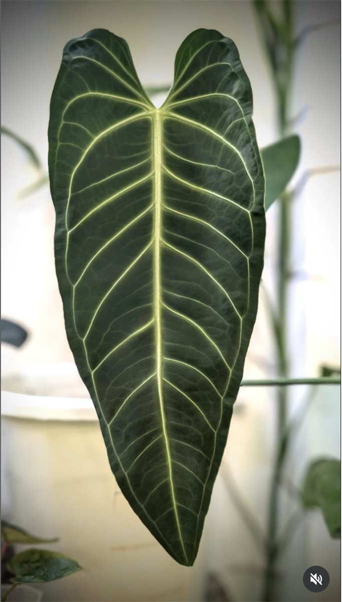 Anthurium warocqueanum — The Leaf Gallery photo 1