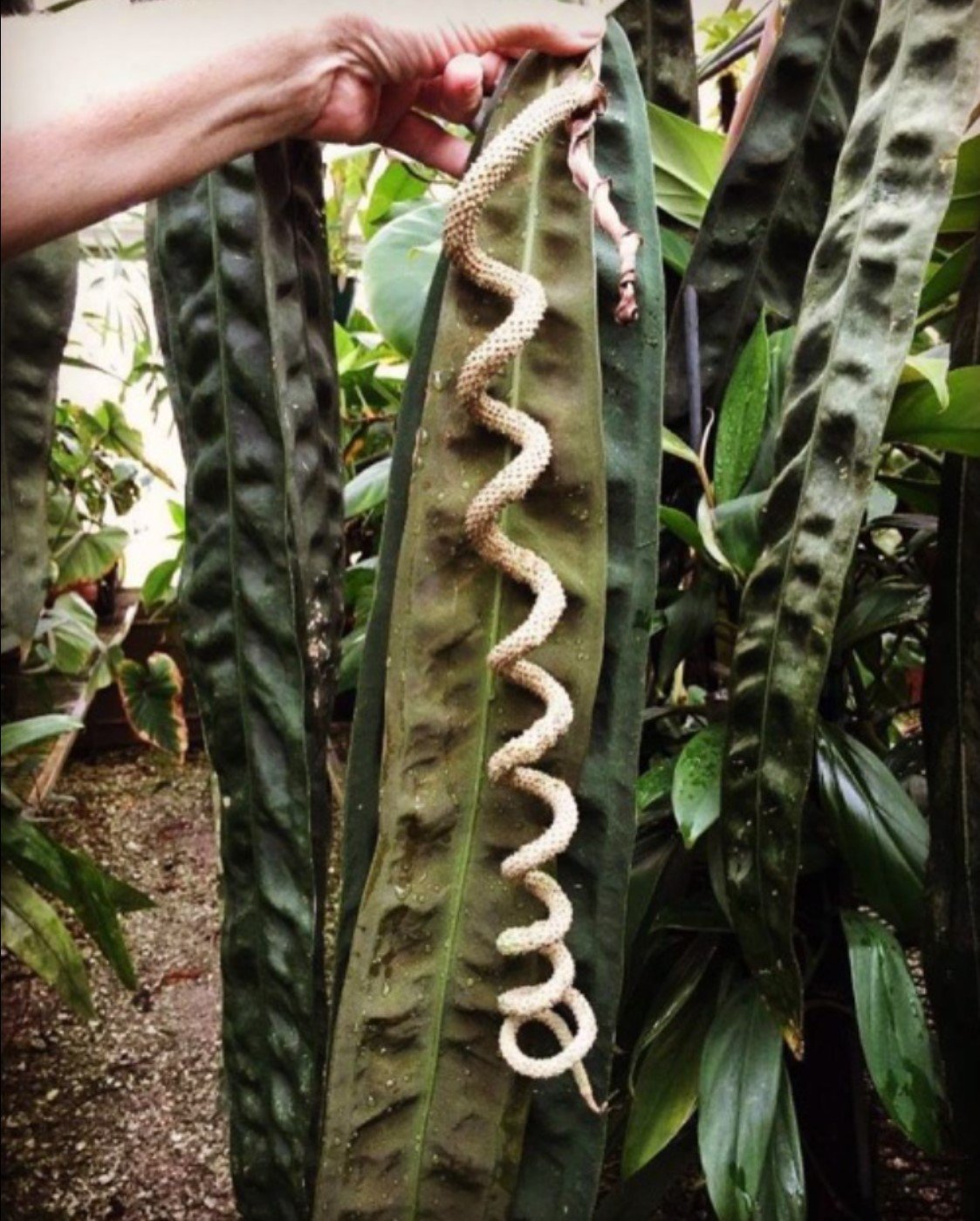 Anthurium wendlingeri — NSE Tropicals photo 1