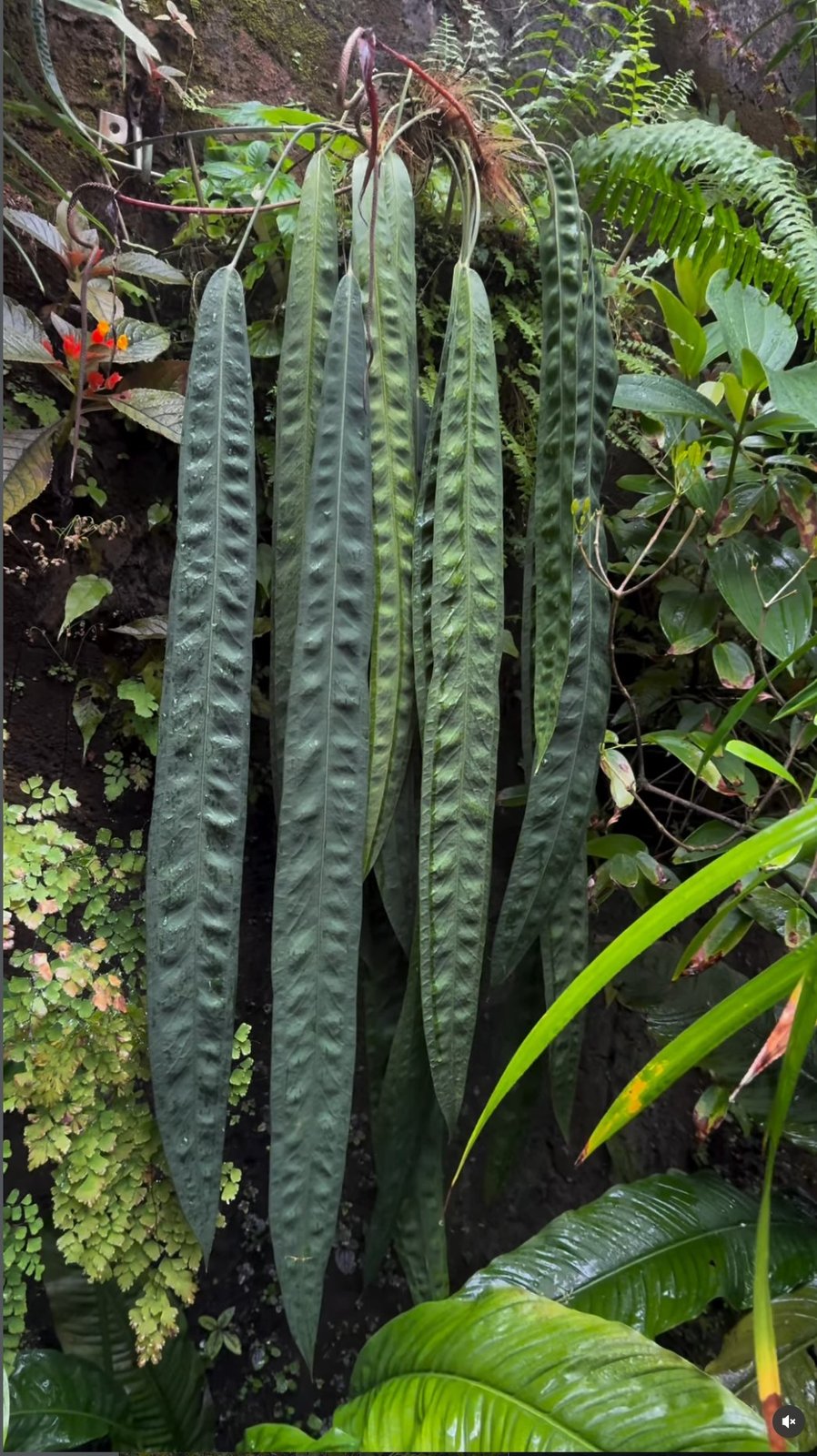 Anthurium wendlingeri — NSE Tropicals photo 2