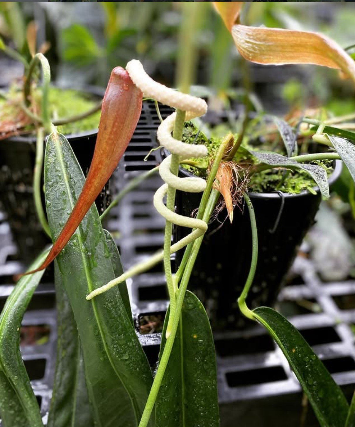 Anthurium wendlingeri — NSE Tropicals photo 3