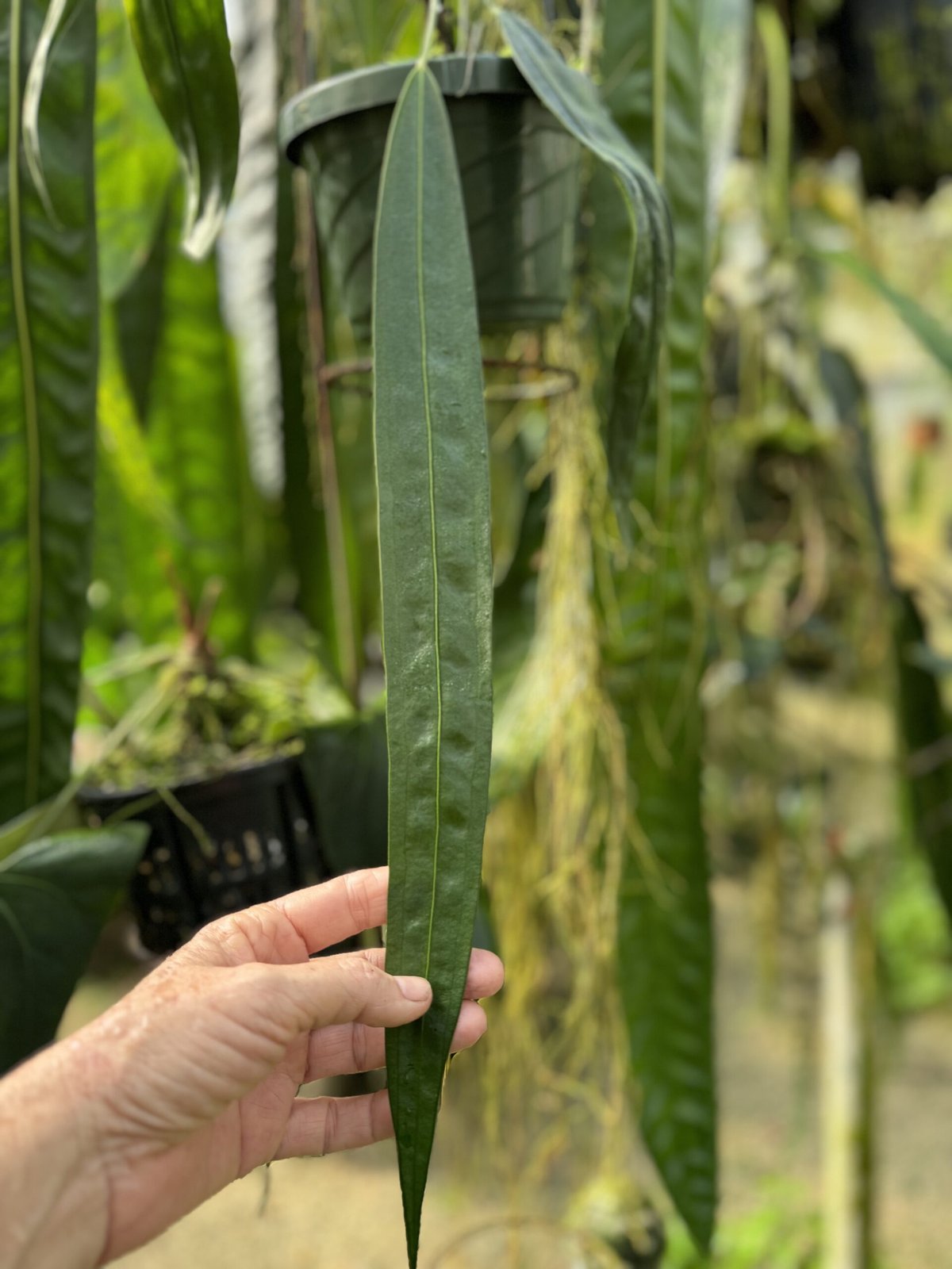 Wendlingeri Panama — NSE Tropicals photo 1