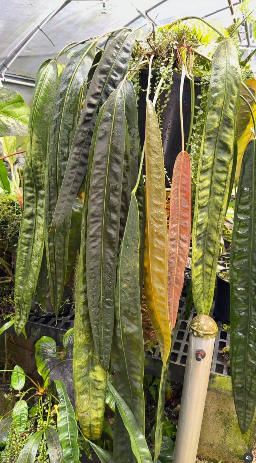 Wendlingeri Rio Gloria — NSE Tropicals photo 1